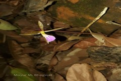 Avicennia marina var. acutissima